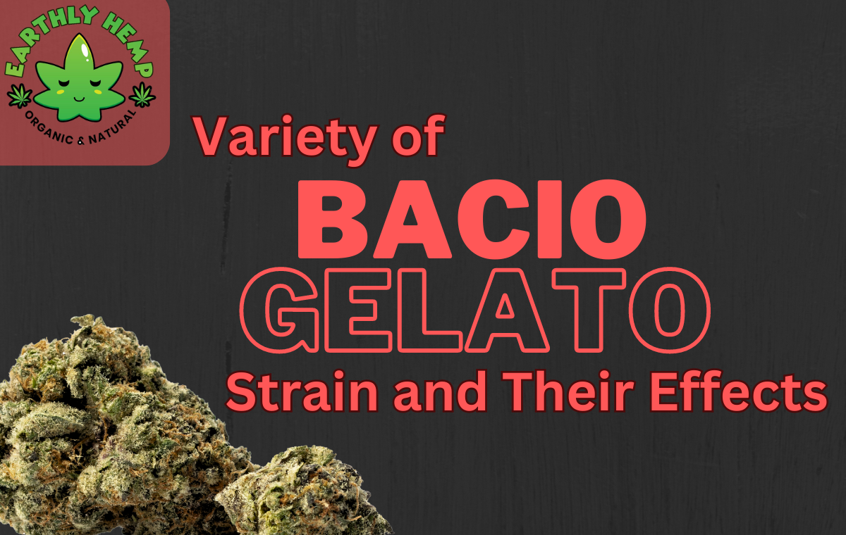 You are currently viewing Variety of Bacio Gelato Strain and Their Effects