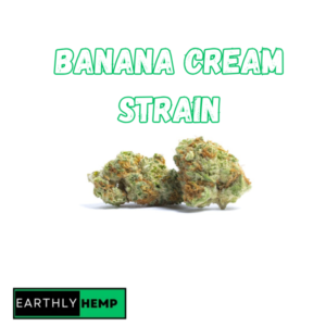 Banana Cream Strain