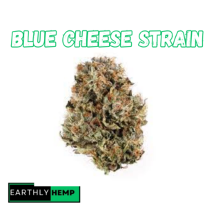 Blue Cheese Strain