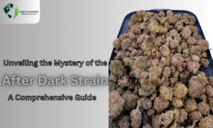 Read more about the article Unveiling the Mystery of the After Dark Strain: A Comprehensive Guide